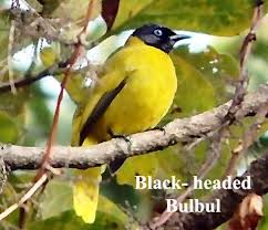 Black Headed Bulbul Bird Photo In 2020 Bird Photo Bird Bulbul