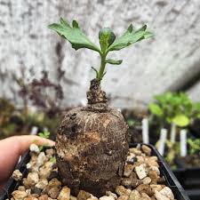 Image result for Pterodiscus angustifolius