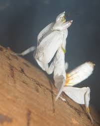To get your own in the us check out. Orchid Praying Mantis Photo Image Animals Pets Misc Pets Farm Animals Images At Photo Community