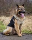 Virginia German Shepherd Rescue - Home | Facebook
