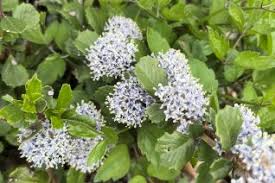 Image result for Rhamnaceae