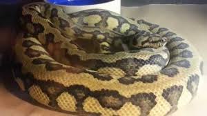 05.11.2014 · carpet pythons for sure in future will have more morphs than popular ball python. Carpet Python Morphs Youtube