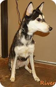 Adopt german shepherd dogs in north carolina. Lexington Nc Husky Mix Meet River A Dog For Adoption Dog Adoption Pet Adoption Pets