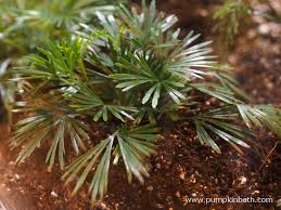 Image result for Actiniopteris