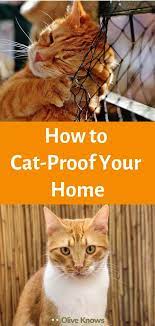 How To Cat Proof Your Home Oliveknows Cat Proofing How To Cat Cats