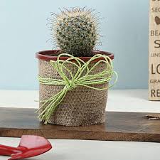 Vector image mexican cool cactus can be used for personal and commercial purposes according to the conditions of the. Buy Send Furry Echinocactus Plant Online Ferns N Petals
