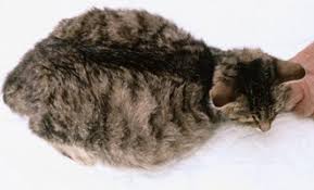 Ascites is a condition that occurs when fluid collects in spaces in your belly. Diagnosis And Treatment Of Feline Infectious Peritonitis Veterian Key