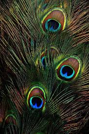 Krishna peacock feather wallpaper hd. Peacock Tail In 2021 Krishna Wallpaper Lord Krishna Wallpapers Feather Wallpaper