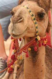 In the beginning of years, when the world was so new and all, and the animals were just beginning to work for man, there was a camel. Camels One Hump Or Two