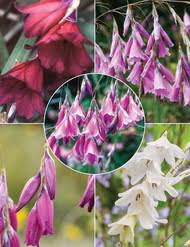 Image result for Littonia modesta