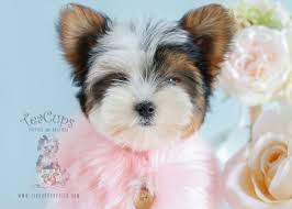 We did not find results for: Parti Yorkie Puppy By Teacup Puppies Yorkie Puppy Teacup Puppies Teacup Yorkie