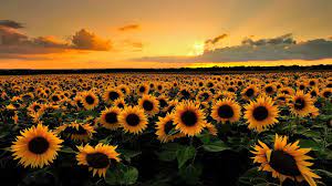 Desktop Backgrounds Sunflowers Download Lovely Sunflowers Wallpaper Hd Images New Regarding Desktop Field Wallpaper Sunflower Wallpaper Hd Sunset Wallpaper