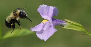 If they don't, the plant will cease to exist. Discover Why Plant Pollination Is Anything But Random