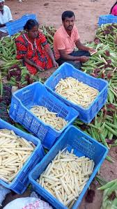 Established in 2013 , y cook india pvt ltd. Y Cook India Private Limited Manufacturer Of Lentils Tubers From Bengaluru