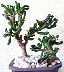 Image result for Crassulaceae