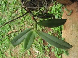 Image result for Rhipidoglossum