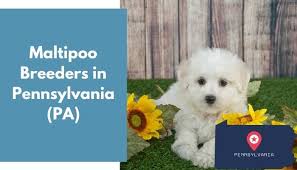 We did not find results for: 13 Maltipoo Breeders In Pennsylvania Pa Maltipoo Puppies For Sale Animalfate