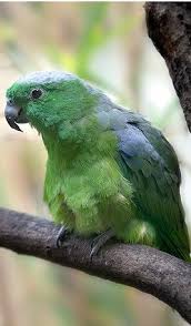 Pin By Uschi On Papagei Kakadoo Bergpapagei Sittich Lori Animals And Pets Animals Parakeet
