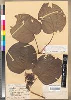 Image result for Ochthocharis dicellandroides