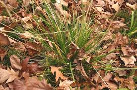 Image result for Deschampsia