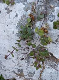 Image result for Delosperma tradescantioides