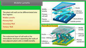 From the outermost layer of the cell wall, these layers are identified as the middle lamella while all plant cells have a middle lamella and primary cell wall, not all have a secondary cell wall. Middle Lamella Youtube