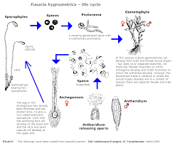 Life Cycle In A Nutshell Bryophyte
