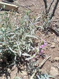 Image result for Hypoestes forskaolii