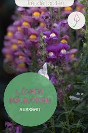Lowenmaulchen Vermehren In 2020 Pflanzen Pflegeleichte Pflanzen Pflegeleichter Garten