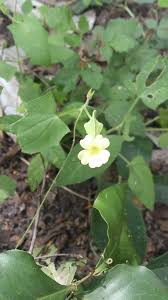 Image result for Thunbergia reticulata