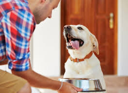 Dry pet food that comes into contact with air for an extended period of time. How Much Should Dogs Eat Calculate How Much To Feed Your Dog Petmd