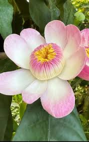 Image result for Pavetta gracillima