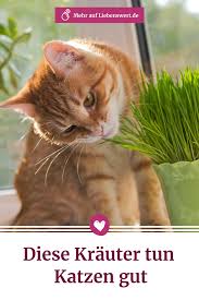 Krauter Fur Katzen Ein Kleiner Garten Nur Fur Die Mieze Katzen Kleiner Garten Katzengarten