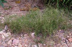 Rumput grinting memiliki kelebihan tersendiri diantara jenis jenis rumput lain. Https Www Tropicalforages Info Pdf Cynodon Dactylon Pdf