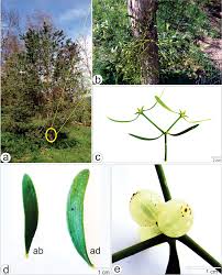 Image result for Viscum combreticola