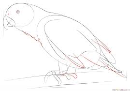 Bird Drawing For Kids Parrot How To Draw An African Grey Parrot Step By Step Drawing Tutorials Drawing Tutorial African Grey Parrot Pencil Drawings Of Animals