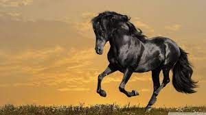 Black Horse Running Wallpaper Via Http Wallpoper Com Caballos Galopando Fotos De Animales Salvajes Cuadros De Caballos