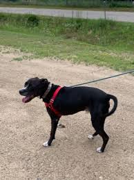 Browse thru thousands of american pit bull terrier dogs for adoption in new hampshire, usa area, listed by dog rescue organizations and individuals, to find your match. Dogs For Adoption Near New Hampshire Nh Petfinder
