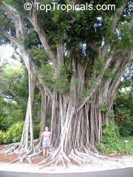 Image result for Ficus muelleriana