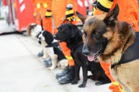 Arama Kurtarma Kopekleri Ile Ilgili Her Sey My Animals