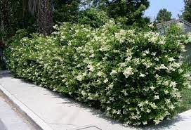 Questa pianta sempreverde, solitamente perenne o comunque biennale, è molto comune nei giardini e nelle aiuole, con fiori di un colore azzurro violetto molto intenso, oppure bianco, nella restante maggioranza dei casi. Sempreverdi Da Giardino Piante Da Giardino Sempreverdi Da Esterno