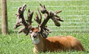Whitetail With The Largest Rack Ever Recorded Big Deer Animals With Horns Deer