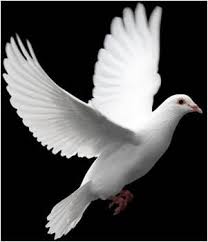 Black And White Pigeon Drawing Who Is The Holy Spirit Pigeon Bird Birds Flying Dove Pictures