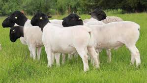 Pin On Herding Kind