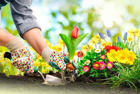 Agar cepat kaya dalam harvest moon a wonderful life, terdapat banyak cara. Tahukah Kamu Ada Tanaman Hias Yang Bisa Buat Kaya Raya