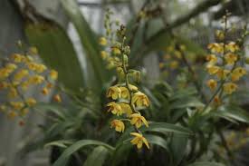 Image result for Polystachya epiphytica