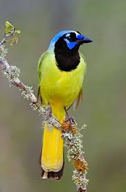 Black Bird With Yellow Breast Texas Green Jay Cyanocorax Yncas A New World Jay With A Wide Range From Southern Texas Down Through Central And South Am Beautiful Birds Colorful Birds Rare Birds