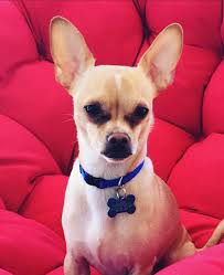 Otterhound dad and son photoshoot