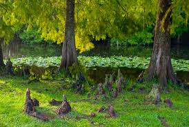 Ocala National Forest Ocklawaha River