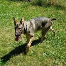 We aiso have a facebook page. Pet Of The Week Adopt Maax An 8 Month Old German Shepherd Mix Mlive Com